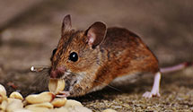 24 Hour & Emergency Exterminators in La Cygne, KS